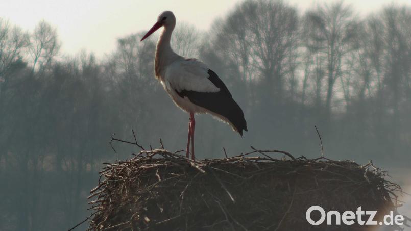Der Storch ist aus seinem Winterquartier zurück und auf dem Dach des Alten Schlosses in Neustadt/WN gelandet. Bild: Screenshot: Storchencam Landratsamt Neustadt
