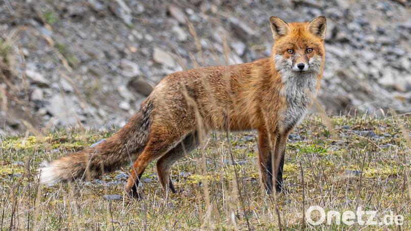 Luderplätze werden beispielsweise angelegt, um Füchse anzulocken und zu jagen. Im Fall zweier Stellen bei Schmidgaden und Schwarzenfeld wurden jedoch zu viele Kadaverteile ausgebracht - das ist verboten. Symbolbild: Norbert Vetter
