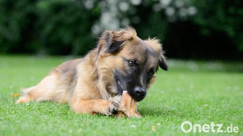 Hundehalter sollten immer darauf achten, was ihre Vierbeiner fressen. Symbolbild: Carola Schubbel – stock.adobe.com