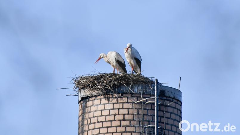 Schon seit Ende Februar hat es sich das Amberger Storchenpaar auf dem Kamin von Guss Auer wieder gemütlich gemacht. Bild: Petra Hartl