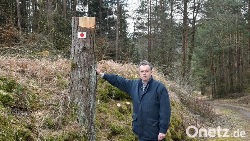 Erwin Vogel aus Fürnried ist entsetzt: Fast 40 Jahre alte, gesunde Kiefern sind abgesägt worden. Für ihn gibt es dafür keinen nachvollziehbaren Grund. Bauhof und Bürgermeisterin widersprechen seiner Kritik vehement. Bild: Petra Hartl