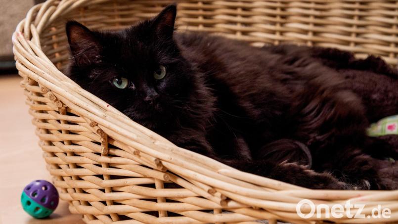 Einen kranken Kater – hier ein Symbolbild – gaben zwei Frauen unter dem Vorwand, es handle sich um ein Fundtier im Schwandorfer Tierheim ab. Symbolbild: Stefan Sauer/dpa