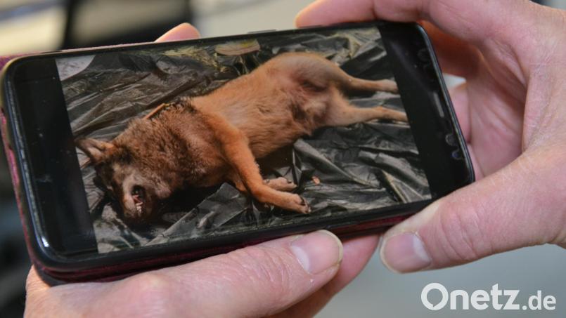 Ein Bild von einem toten Wolf, der in Friedenfels auf einer Plane liegt, macht derzeit die Runde. Bild: tss