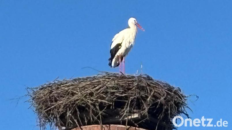 Der Storch ist da – sehr zur Freude der Mehlmeiseler. Bild: gis