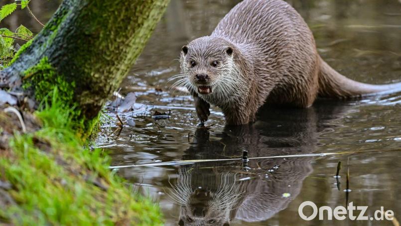 In der Oberpfalz gibt es ab Freitag Gebiete, in denen es möglich ist, Fischotter zu fangen, vergrämen oder – als letzte Lösung – zu töten. Symbolbild: Patrick Pleul/dpa