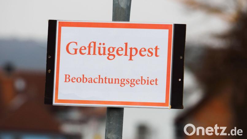 Experten befürchten, dass sich die Geflügelpest in Bayern noch weiter ausbreitet. Bild: Nicolas Armer/dpa