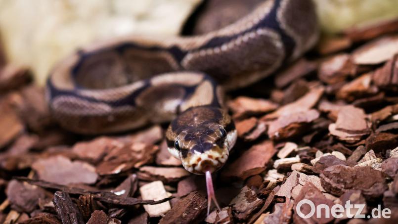 Auch wenn das Halten eines Königspythons in Bayern erlaubt ist, ist die Vermittlung von Fundtieren oder beschlagnahmten Schlangen nicht einfach. Symbolbild: Christian Charisius/dpa