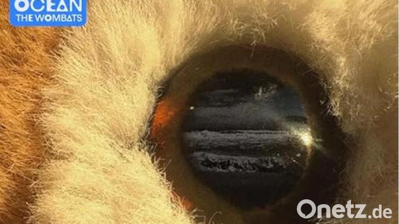 The Wombats - Oh! The Ocean (Awal) Bild: Awal
