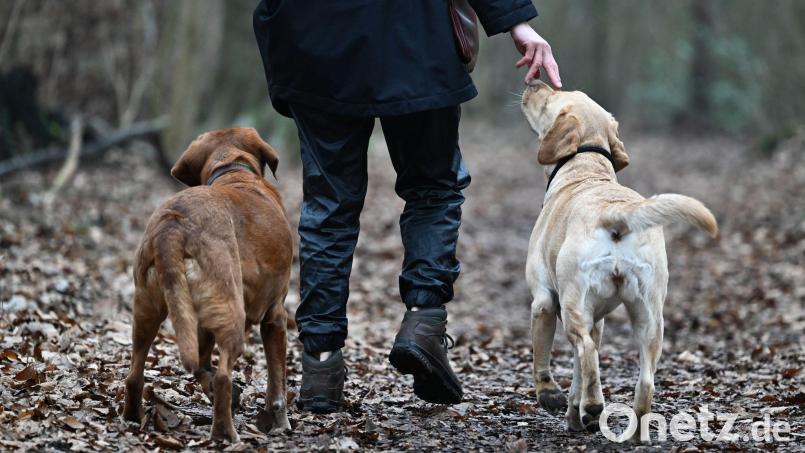 Zwei Hunde beschäftigten die Polizei in Schwandorf. Symbolbild: Arne Dedert/dpa