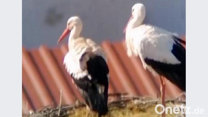 Wie die Aufnahme der Kamera von Storchenbeauftragtem Joachim Zrenner beweist, ist das Storchenpaar in den Ort zurückgekehrt.. Screenshot: Storchen-Cam Fakenberg (aus dem von Joachim Zrenner Oberpfalz-Medien überlassenen Video)