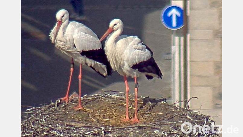 Das neue Storchenpaar in Weiden mag sich. Screenshot: Webcam www.weiden.de