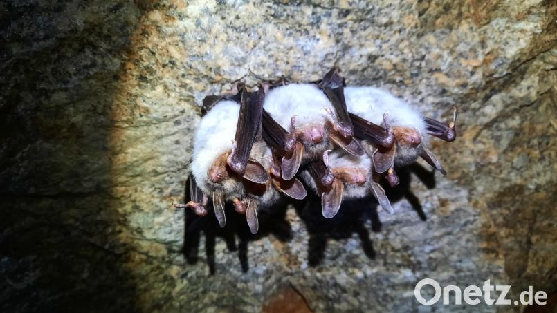 Die Großen Mausohren sind in den Winterquartieren häufig anzutreffen. Sie sind die größten Fledermäuse, die im Fichtelgebirge heimisch sind. Bild: Landratsamt Wunsiedel/Lisa Reiprich/exb
