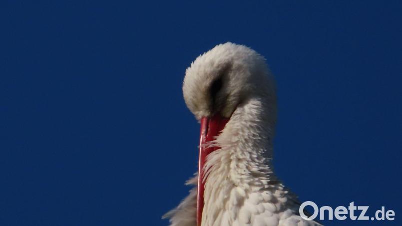 In Schwarzenfeld kommen die Störche etwas zeitversetzt im Februar an. Bild: Motz/exb