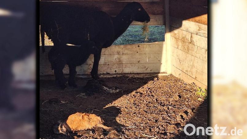 Ein totes Lamm liegt im Unterstand: Dieses Foto der betroffenen Schafe hat Oberpfalz-Medien erreicht. Bild: privat/exb