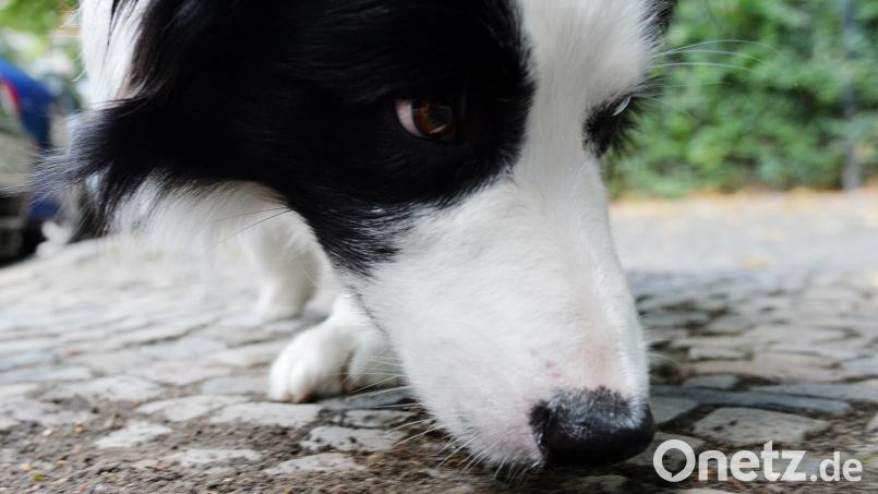 Seit einigen Tagen kursieren Warnungen vor möglichen Giftködern in Mitterteich. Die Polizei ruft Hundebesitzer auf, verdächtige Funde oder Wahrnehmungen zu melden. Symbolbild: Maurizio Gambarini/dpa