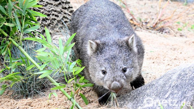 Das Wombat-Baby könnte bei der Aktion verletzt worden sein. (Symbolbild) Bild: Franziska Kraufmann/dpa