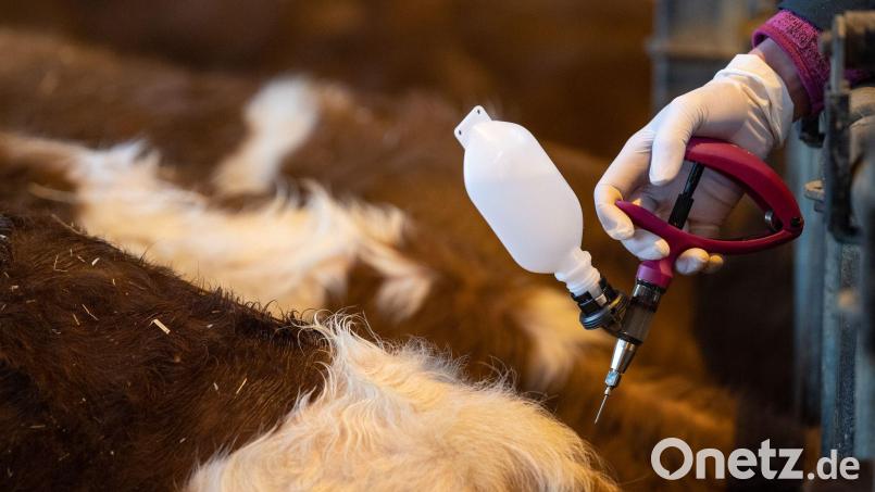 Tierhalter können ihre Rinder und Schafe gegen die gefährliche Blauzungenkrankheit impfen lassen. Symbolbild: Fabian Sommer/dpa