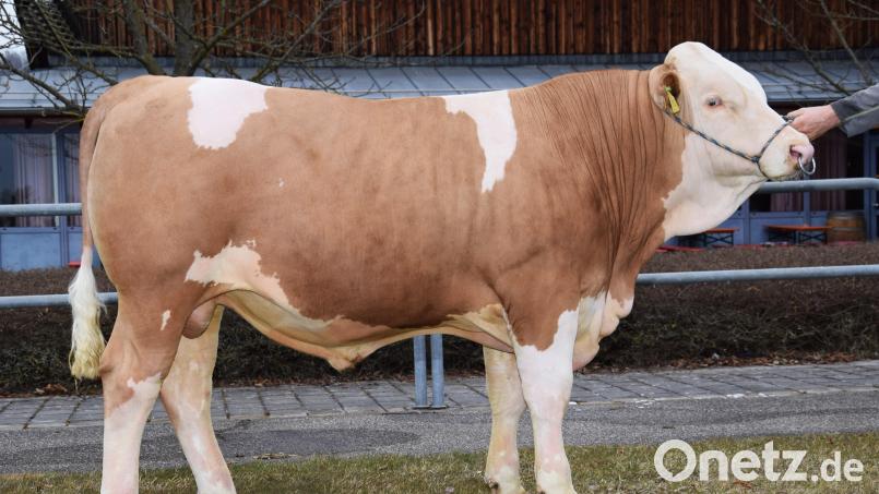 Der bestplatzierte „Wildwechsel“-Sohn, gezüchtet vom Betrieb Mosandl, Ottmaring, wurde vom Besamungsverein Neustadt/Aisch ersteigert. Bild: Traxinger/RZO/exb