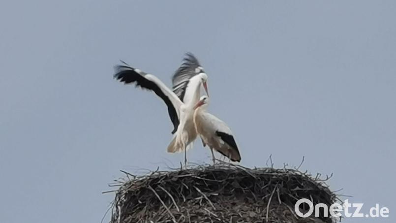 Das Weißstorch-Männchen wirbt um die Gunst der Storchendame. Bild: gz