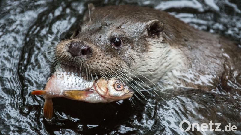 Nicht wählerisch ist der Fischotter bei der Nahrungsaufnahme. Er frisst vorrangig Fische, aber auch Enten, Frösche, Schnecken, Krebse und Muscheln. Symbolbild: Silas Stein/dpa