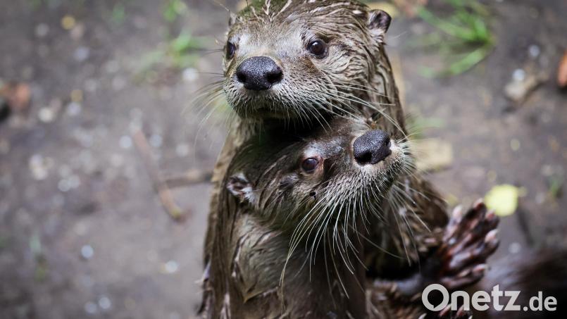 Die Deutsche Umwelthilfe klagt gegen den Fischotterabschuss in Oberfranken. Bild: Christian Charisius/dpa