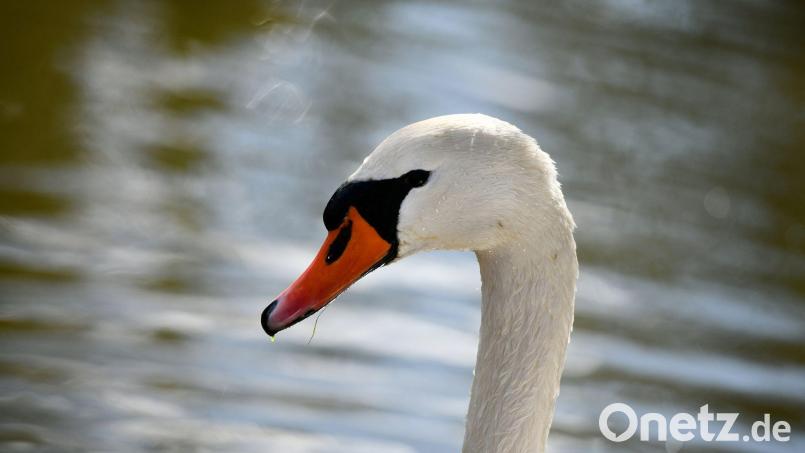 Am Jesenice-Stausee in Lipova im Kreis Cheb/Eger in Tschechien sind Schwäne an der Vogelgrippe verendet. Das Veterinäramt Tirschenreuth sieht im Moment aber noch keinen Handlungsbedarf, nachdem es sich nicht wildlebende Tiere handelt. Symbolbild: Frank May/dpa