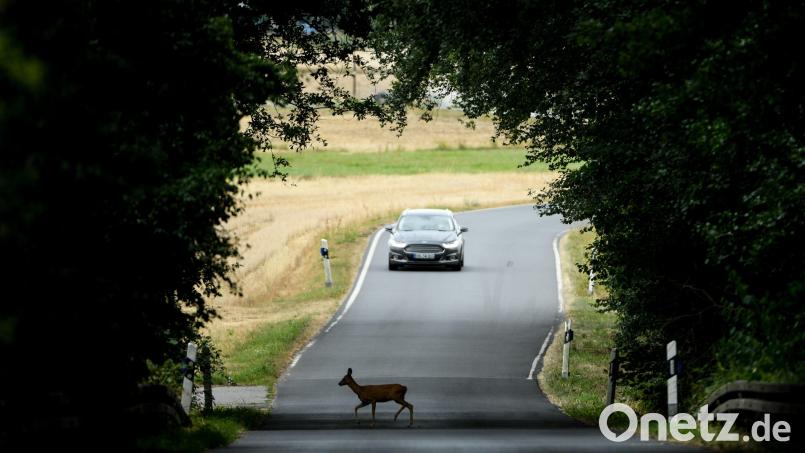 Auf Begegnungen mit Wildtieren sollte jeder Autofahrer gefasst sein. Kollisionen mit Wild sind die Haupt-Unfallursache im Dienstbereich der örtlichen Polizei. Hierbei gab es im letzten Jahr auch zwei verletzte Personen. Bild: Arne Dedert/dpa