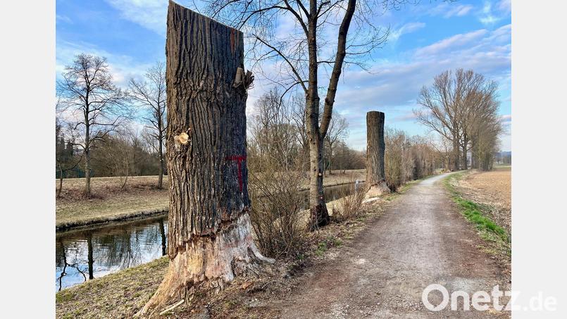 Entlang des Flutkanals in Weiden wurden mehrere Bäume abgeholzt. Der Grund ist nicht nur der Verbiss durch Biber. Bild: Gabi Schönberger