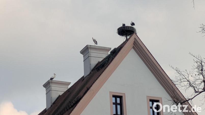 Von vier Störchen belagert war das Dach des ehemaligen Abtschlosses in Waldsassen zu Beginn der Woche. Durch das laute Klappern blieben die Tiere auch vielen Passanten nicht verborgen. Bild: pz