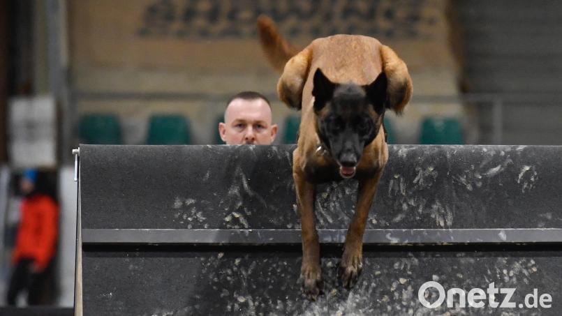 Bei der CACIT Germany 2025, einer Meisterschaft im Gebrauchshundesport, sind in der Ostbayernhalle in Kreuth bei Rieden 150 Hunde am Start. Hundehalter Marcel Soblik ist mit seinem Vierbeiner &quot;Zauberhafte 17 vom Holzhäuser Flur&quot; vertreten. Bild: Petra Hartl