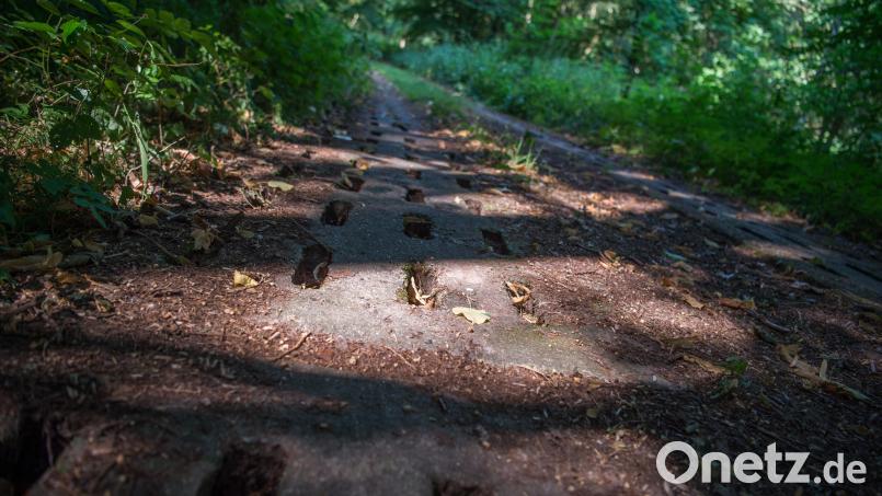 Der ehemalige innerdeutsche Grenzstreifen in einem Wald. Das sogenannte &quot;Grüne Band&quot; umfasst in Deutschland 1393 Kilometer, Thüringen hat davon den längsten Streckenabschnitt mit 743 Kilometern. Archivbild: Arne Immanuel Bänsch/dpa