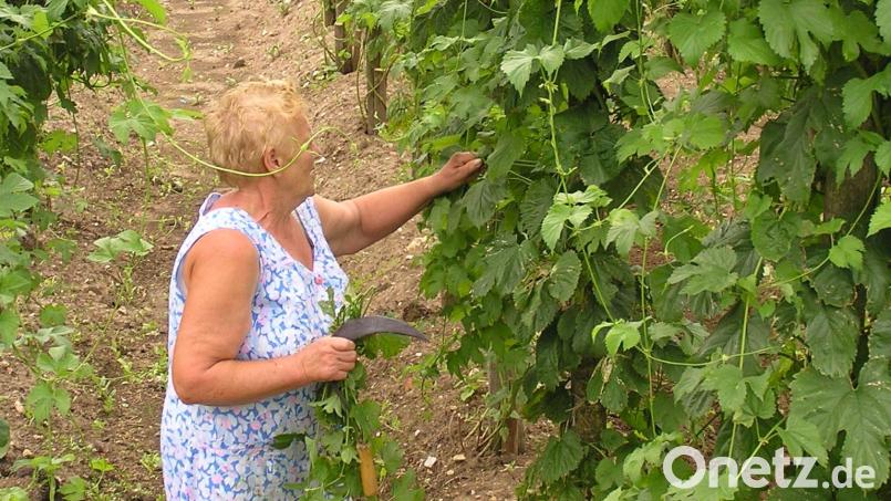 Frieda Dehling begutachtet den Hopfen, der in dem von ihr mit angelegten Garten wächst. Archivbild: no