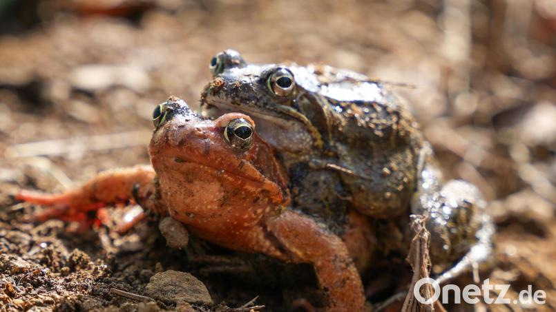 Ein Grasfroschpaar bei der Wanderung zu ihrem Laichplatz. Bild: Marco Meier