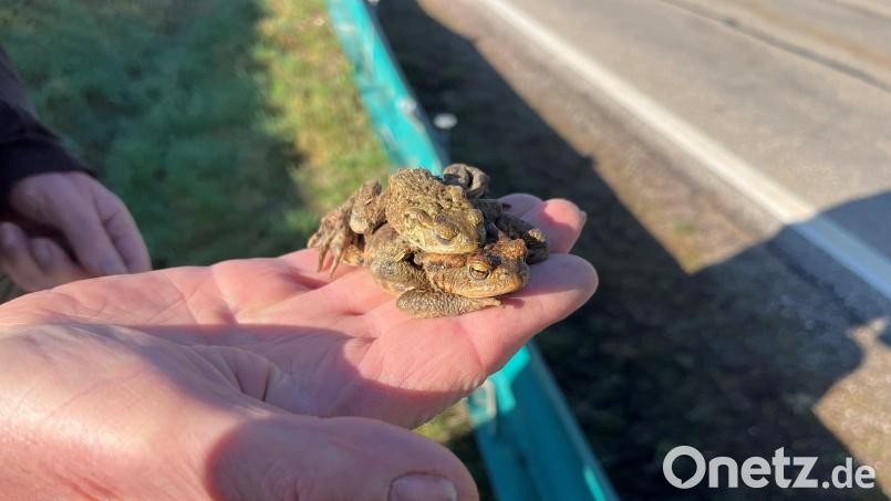 Das Erdkröten-Männchen klammert sich an Weibchen. Sie sind auf dem Weg zum Laichplatz. Bild: ihl