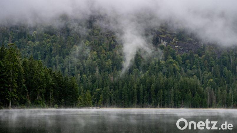 Wunsch vieler Förster: mehr Regenwetter. Bild: Armin Weigel/dpa