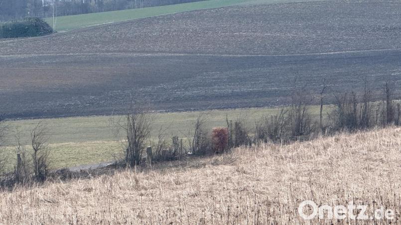 Eine Heckenpflegemaßnahme bei Bärnau hat bei Roman Mühlmeier für Entsetzen gesorgt. Mitte März hat er das Ergebnis der Aktion fotografiert, die im Februar über die Bühne gegangen war. Bild: Roman Mühlmeier/exb