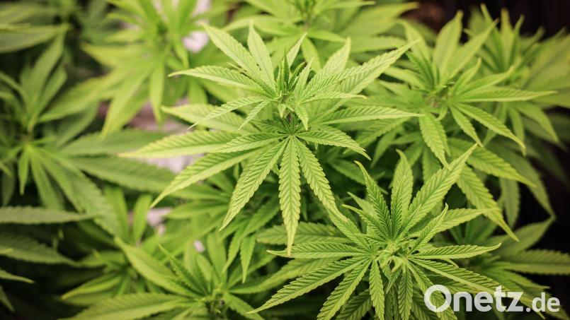 Mehr als die drei erlaubten Cannabis-Pflanzen hatte ein Sulzbach-Rosenberg in seiner Wohnung. Die Polizei entdeckte diese bei einem Balkonbrand. Symbolbild: Christian Charisius/dpa