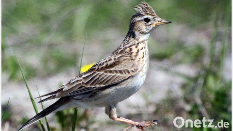 Eine Feldlerche. Diese Vogelart bekommt beim künftigen Solarpark in Öd bei Kreuth eine Schutzzone. Bild: Andreas Neuthe/dpa