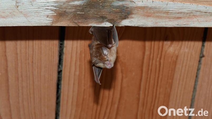 Die Nase der seltenen Fledermausart sieht aus wie ein Hufeisen. Daher kommt ihr Name. Bild: Petra Hartl