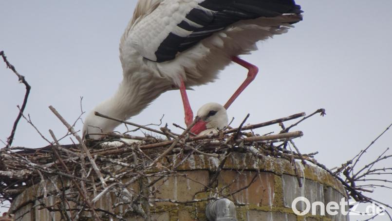 Das Brutgeschäft läuft bereits. Wenn der Horst hält, könnte es Storchennachwuchs in Schnaittenbach geben. Bild: Beppo Schuller
