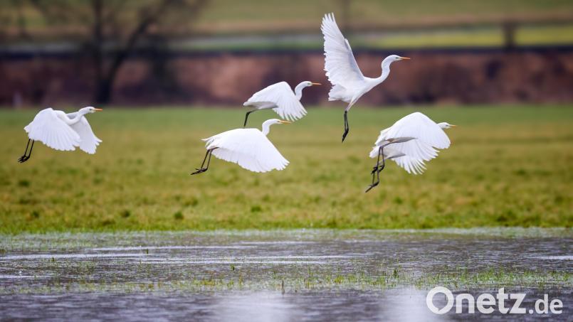 Silberreiher im Flug. Bild: Thomas Warnack/dpa
