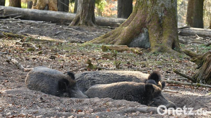 Diese Schweine fühlen sich genau dort wohl, wo sie sind. Im Schwarzwildgehege Waldhaus. Nach anfänglicher Verwirrung werden sie aller Wahrscheinlichkeit genau dort bleiben. Bild: Petra Hartl
