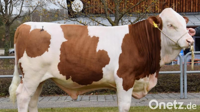 Ein mischerbig hornloser „Megastar“-Sohn wurde für 88.600 Euro an den Besamungsverein Neustadt/Aisch verkauft. Bild: RZO/Steiner/exb
