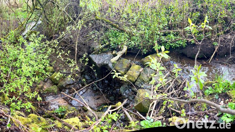 Wild sieht der Bachlauf aus, der vom Wieselbrunnen in ein kleines Feuchtbiotop in Neustadt fließt, aber derzeit umgeleitet ist. Bild: Gabi Schönberger