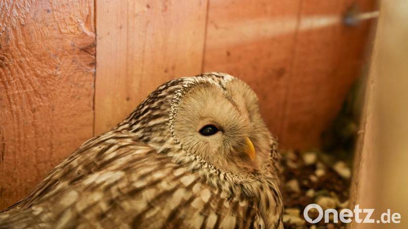 Brutzeit bei den Habichtskauzen: Wie Dobmeyers Habichtskauz &quot;Birke&quot; (abgebildet), brüten auch alle anderen Habichtskauze. Dobmeyer und der VLAB hoffen auch in diesem Jahr auf zahlreichen Nachwuchs in den Zoos und Tierparks ihrer Projektpartner, aber auch in den Nistkästen ihrer Reviere. Bild: Marco Meier (marco.meier@oberpfalzmedien.de)