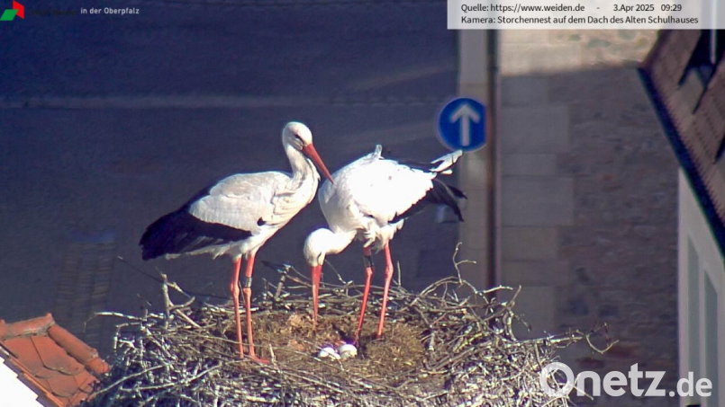 Anfang April lagen vier Storcheneier im Horst. Ob seitdem alle Eier bebrütet werden, wird sich erst in knapp drei Wochen zeigen, wenn die Jungen nach und nach schlüpfen. Screenshot: Webcam www.weiden.de