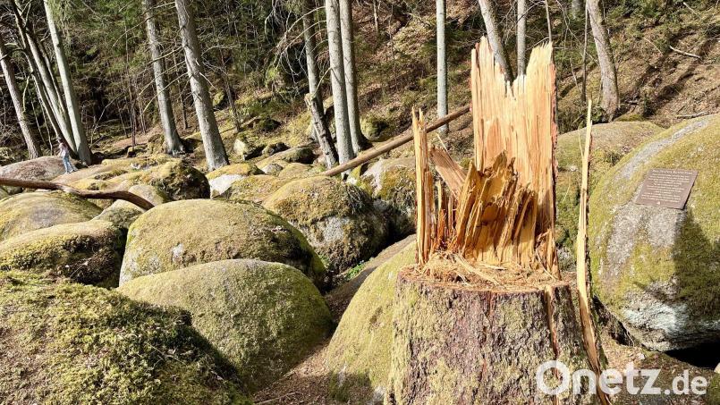 Ungewohnter Anblick für Wanderer im Naturschutzgebiet Doost: Baumstümpfe zwischen den moosbewachsenen Felsen. Bild: Gabi Schönberger