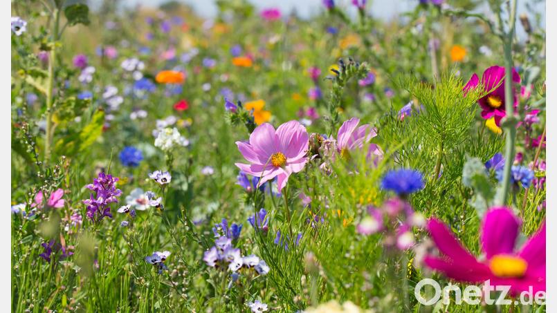 Es macht glücklich, den Garten in ein blühendes Blumenmeer zu verwandeln. Symbolbild: Sabine Dietrich – stock.adobe.com