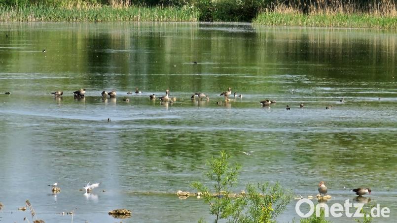 Als Vorbild für eine gelungene Renaturierung dient Bund Naturschutz, Landesbund für Vogelschutz und Heinz Sielmann-Stiftung der Fetzersee bei Gundelfingen (Landkreis Dillingen). Bild: Peter Pracht