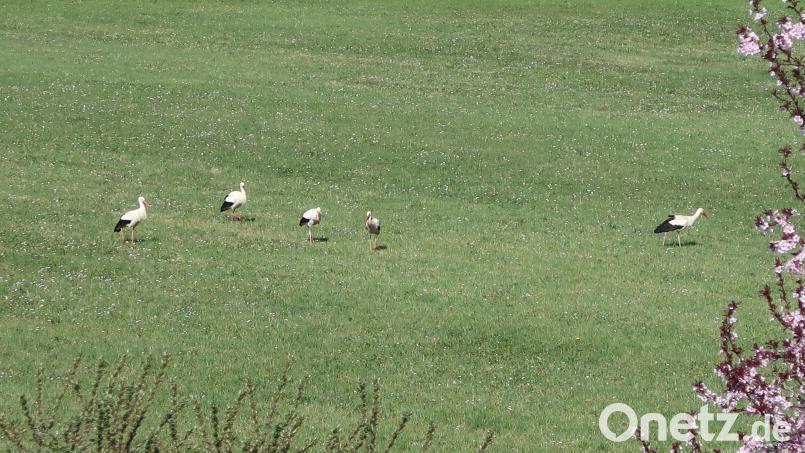 Sandra Hader hat gleich fünf Störche auf der Wiese vor ihrem Haus entdeckt. Bild: Sandra Hader/exb